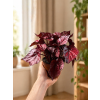 Begonia 'Inca Flame', Ø 12 cm