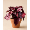 Begonia 'Inca Flame', Ø 12 cm