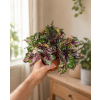 Begonie 'Purple Blush', Ø 12 cm