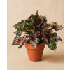 Begonie 'Purple Blush', Ø 12 cm
