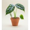 Alocasia 'Dragon Scale', Ø 6 cm