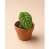 Alocasia 'Dragon Scale', Ø 8 cm - Vlastní výpěstky