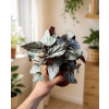 Begonia 'Artic Breeze', Ø 12 cm