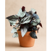 Begonia 'Artic Breeze', Ø 12 cm