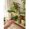 Philodendron 'White Princess', Ø 6 cm