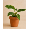 Philodendron 'White Princess', Ø 6 cm