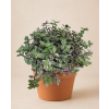 Callisia Rosato, Ø 12 cm