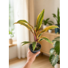 Cordyline fruticosa 'early morning diamond', Ø 12 cm