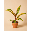 Cordyline fruticosa 'early morning diamond', Ø 12 cm