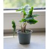 98 1 alocasia jacklyn 6 cm
