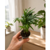Chamaedorea 'elegans', Ø 6 cm