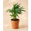 Chamaedorea 'elegans', Ø 6 cm