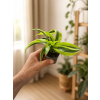Dracaena fragrans 'Yellow Coast', Ø 6 cm
