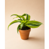 Dracaena fragrans 'Yellow Coast', Ø 6 cm