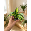Dracaena fragrans Malaika, Ø 6 cm