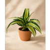 Dracaena fragrans Malaika, Ø 6 cm
