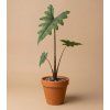 Alocasia 'Jacklyn', Ø 8 cm