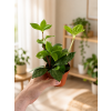 Peperomia pereskiifolia, Ø 8,5 cm