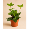 Peperomia pereskiifolia, Ø 8,5 cm