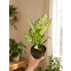 Aglaonema 'White Surprise', Ø 12 cm