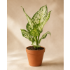 Aglaonema 'White Surprise', Ø 12 cm