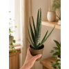 Aloe Vera, Ø 11 cm