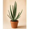 Aloe Vera, Ø 11 cm