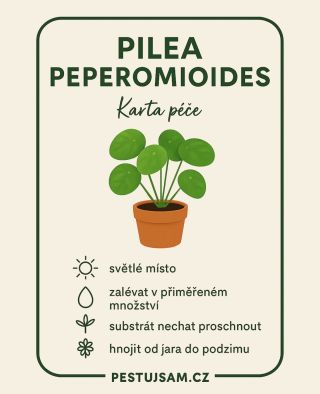 Pilea peperomioides 🌿⁠ Nejvíc ikonická „mincovka“, která zvládne i úplné začátečníky. Miluje světlo, mírnou zálivku a...