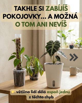 90 % lidí dělá minimálně 2 z těchto chyb. A pak se diví, že jim pokojovky nerostou nebo postupně odchází. Stačí přitom...