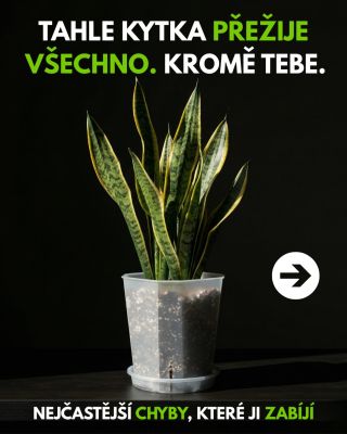Máš doma tchýnin jazyk a neroste? 🌿 Pravděpodobně děláš jednu z těchto chyb a není to tvoje vina, nikdo tě to nenaučil....