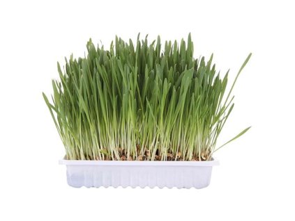 Trawa dla kotów w misce 100g TRIXIE