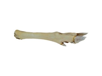 Chân hươu trắng - 1 chiếc