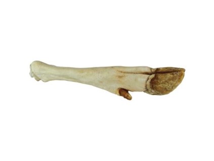 Chân hươu trắng - 1 chiếc