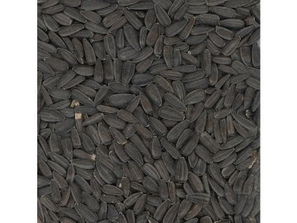 Slunečnice černá, 20 kg
