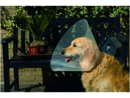 BZ PLASTIC DOG CAP 22 25 7 5CM 2602202113415351741
