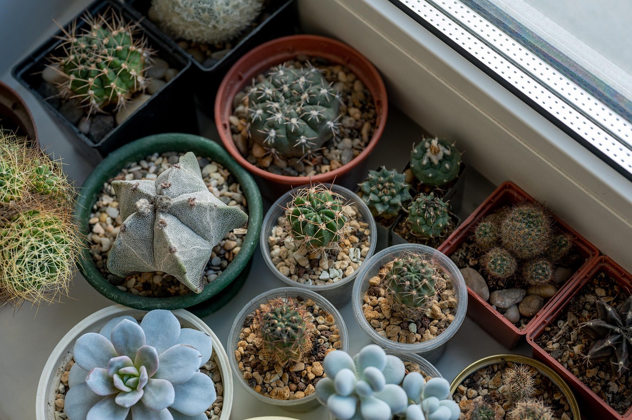 cacti-6174814_1280
