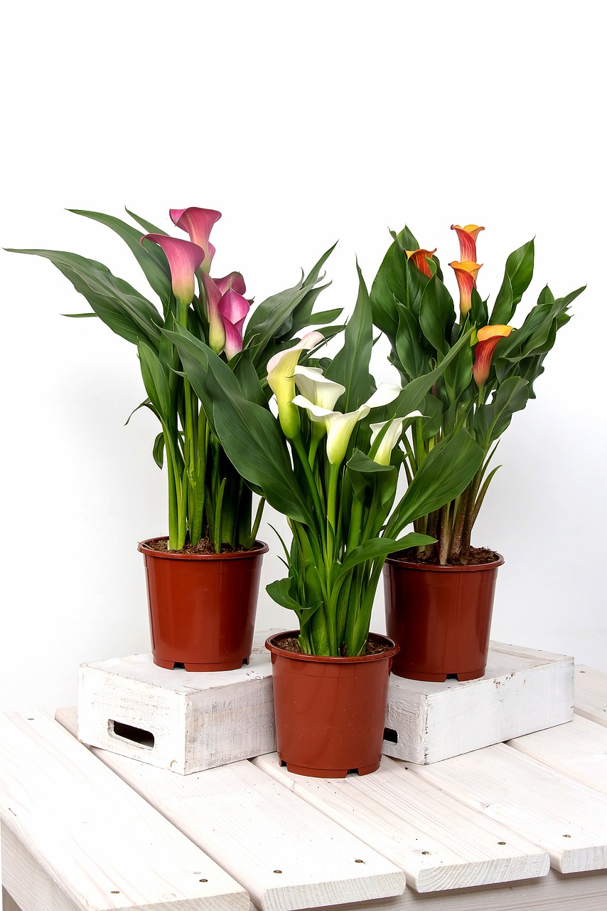 calla-595272_1280
