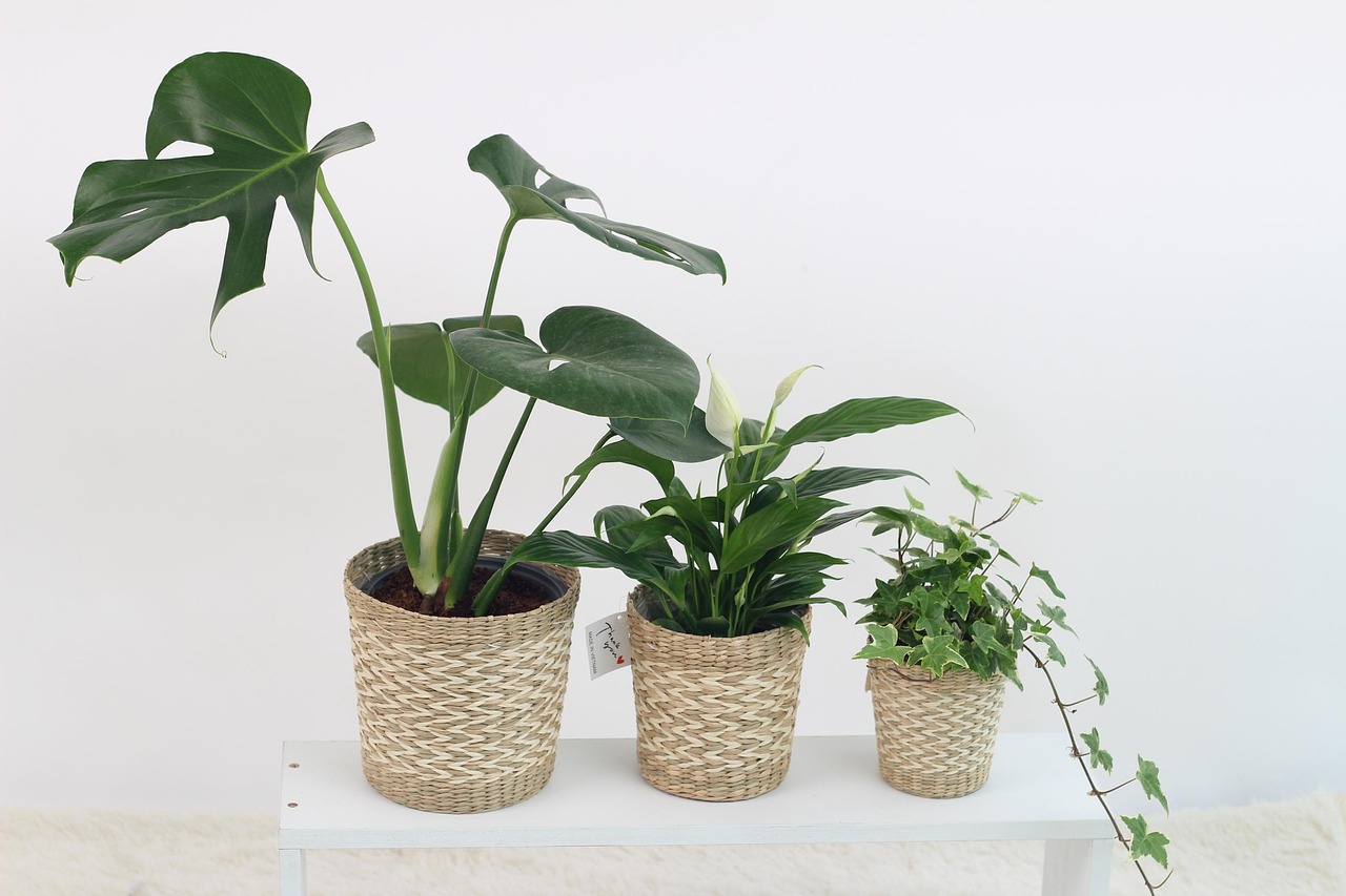 plant-3310274_1280