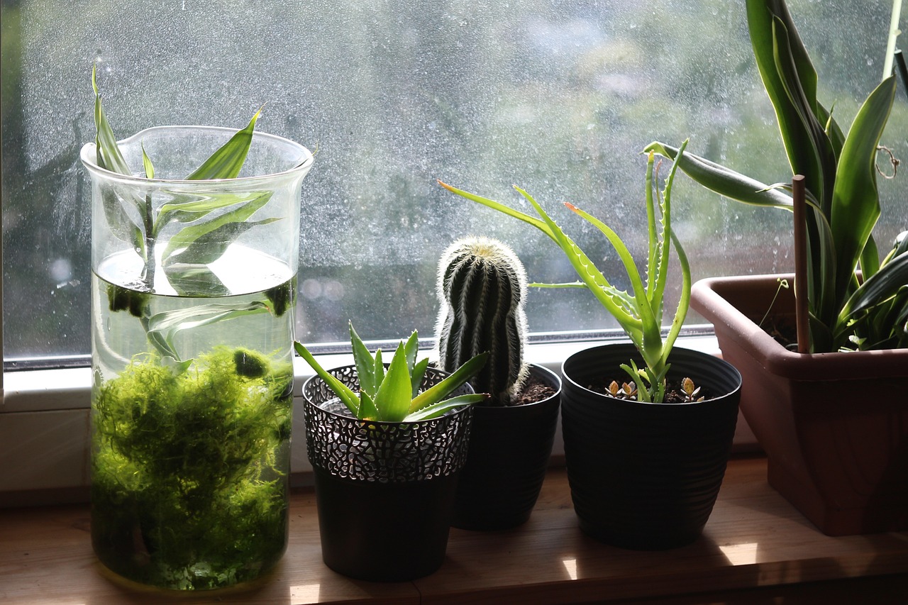 windowsill-3565758_1280