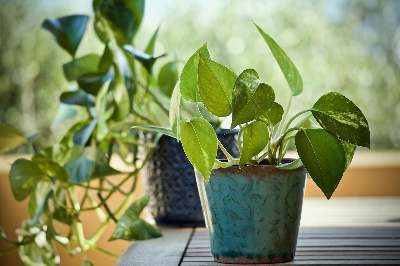 plant-3816945_1280