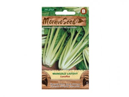 mangold