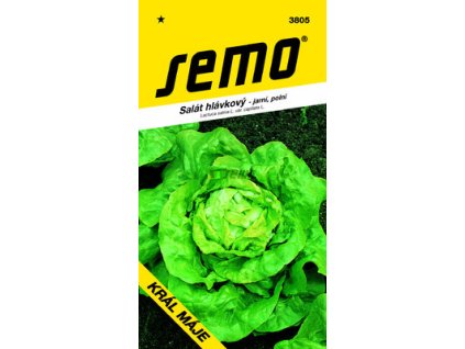 SEMO Salát hlávkový - letní, polní KRÁL MÁJE