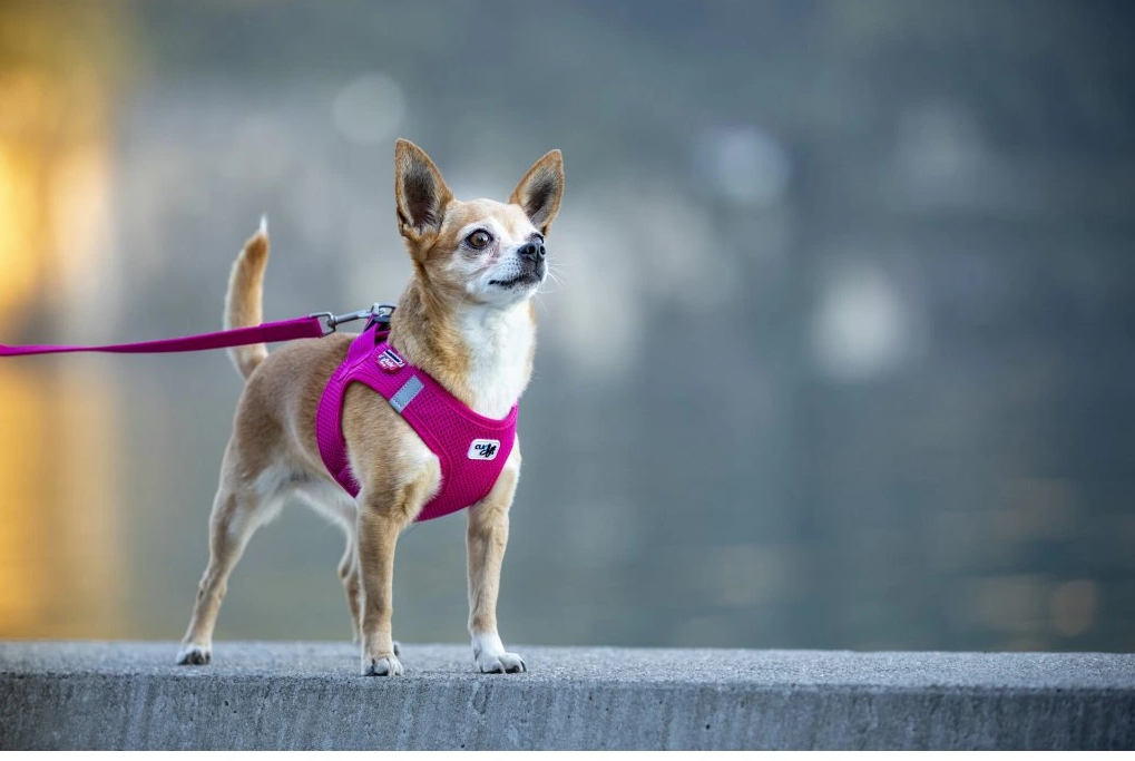 Jak vybrat ten správný postroj nebo obojek pro vašeho mazlíčka?