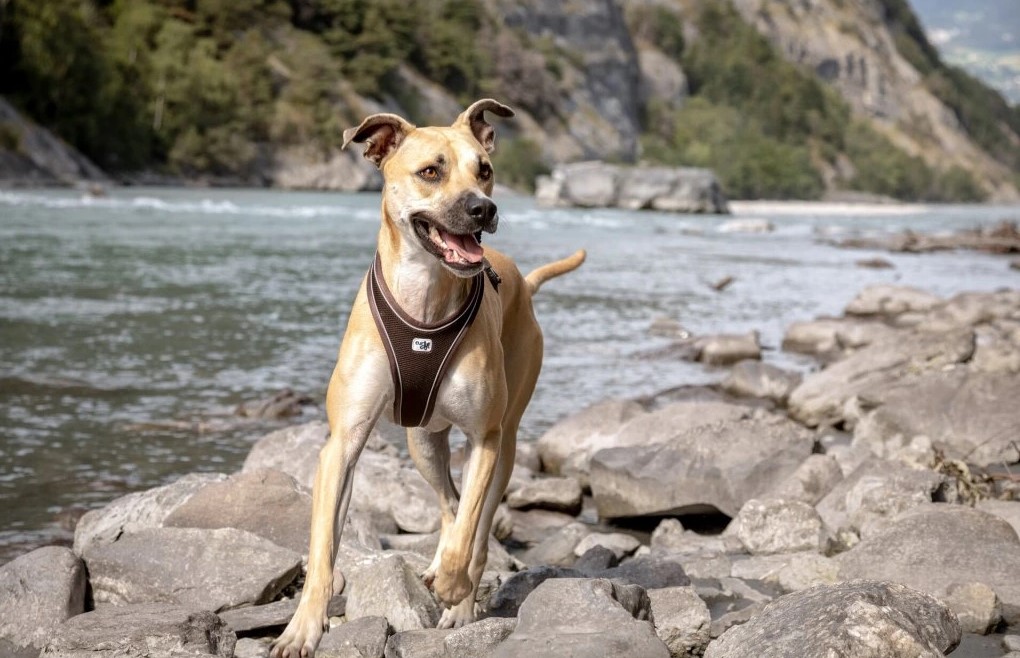 S pejskem po Česku: Nejlepší výletní místa, které si užijete vy i váš čtyřnohý parťák