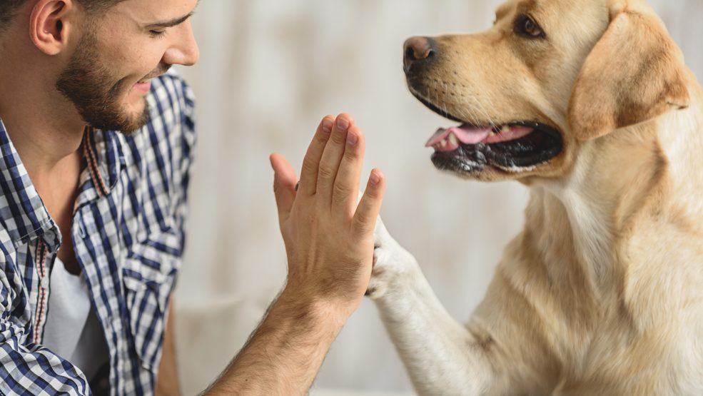 Psí povely a jak je trénovat