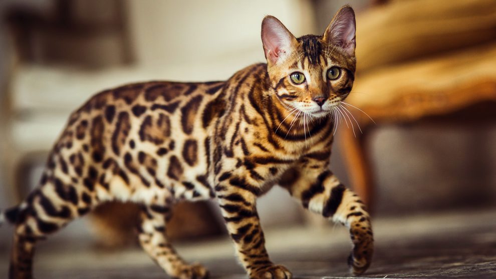 Kočka Bengálská