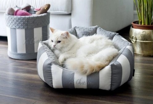 Vánoční inspirace: Tipy na nejlepší dárky pro psy a kočky, které si zamilují!