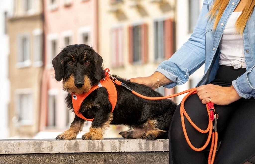 Postroje nebo obojky: Co je lepší pro vašeho psa?