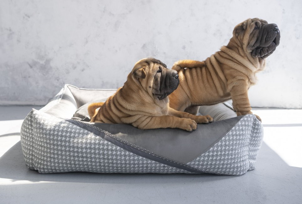 Odhalte, co váš pes skutečně potřebuje: průvodce nejnovějšími trendy v psích potřebách