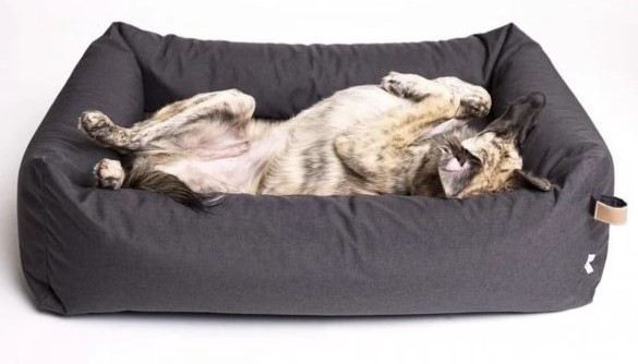 Jak zima ovlivňuje chování a psychiku vašeho mazlíčka? Co byste měli vědět!